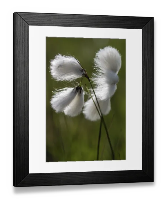 Framed Print : Common cottongrass (Eriophorum angustifolium)