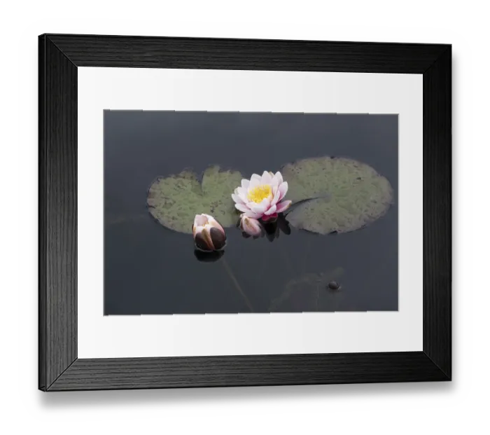 Framed Print : European white water lily (Nymphaea alba)