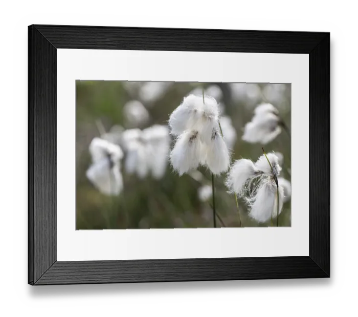 Framed Print : Common cottongrass (Eriophorum angustifolium)
