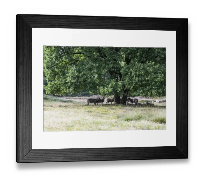 Framed Print : Bentheimer Landschafe (Ovis gmelini) in the burial mound Mansenberge