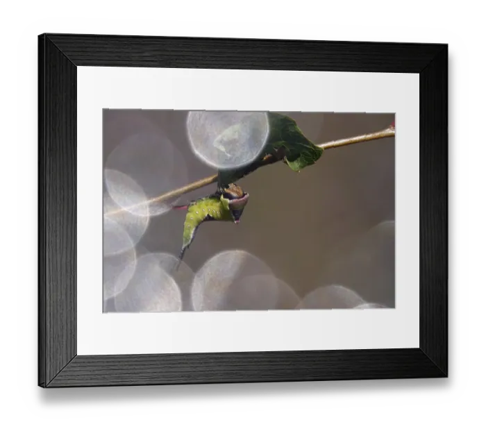 Framed Print : Fork-tailed Caterpillar, August, Saxony, Germany Framed Print : Fork-tailed Caterpillar, August, Saxony, Germany
