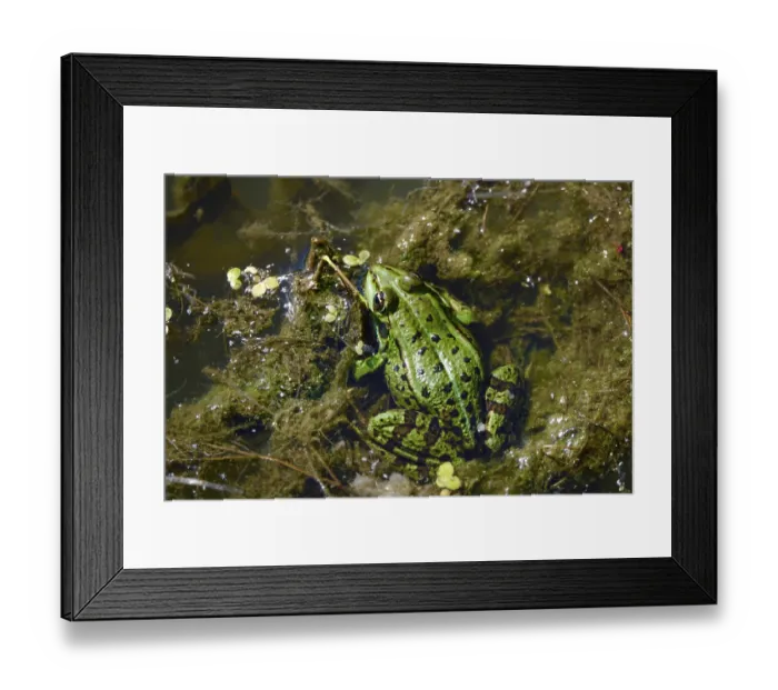 Framed Print : Frog in a pond, August, Germany Framed Print : Frog in a pond, August, Germany