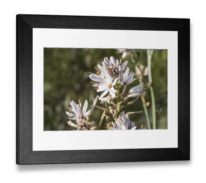 Framed Print : Flower, Branched asphodel (Asphodelus ramosus)