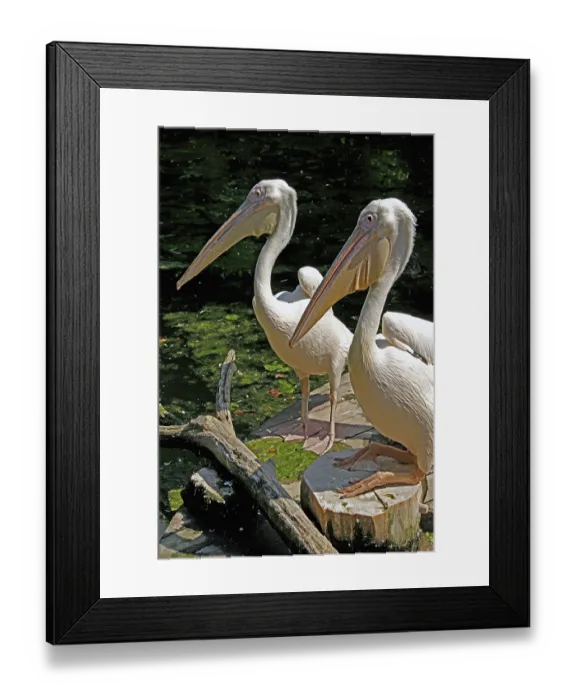 Framed Print : Pink pelicans, Pelicanus onocrotalus Framed Print : Pink pelicans, Pelicanus onocrotalus