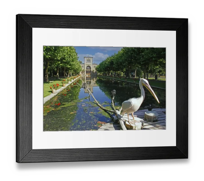 Framed Print : Pink pelican, Pelicanus onocrotalus