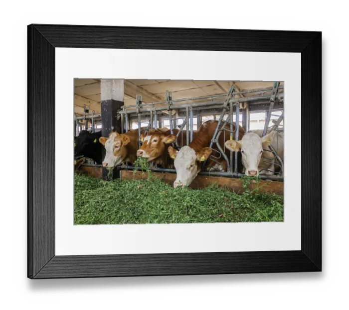 Framed Print : Oberlausitz, Saxony, Germany - Cattle eat fresh grass in the barn