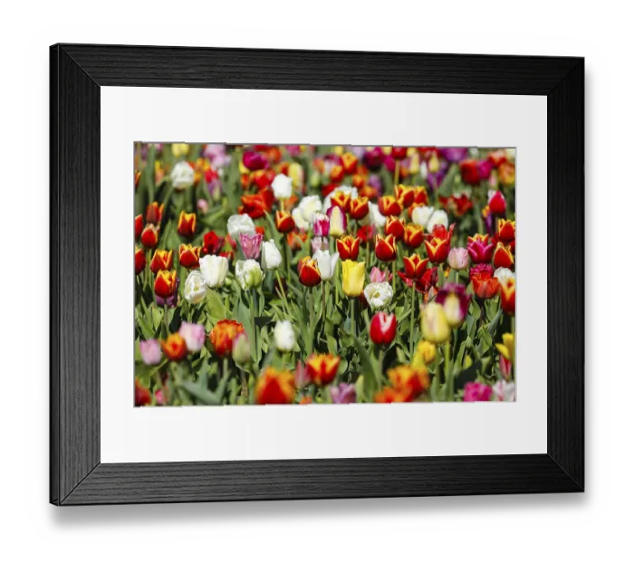 Framed Print : Tulips blooming in a tulip field Framed Print : Tulips blooming in a tulip field