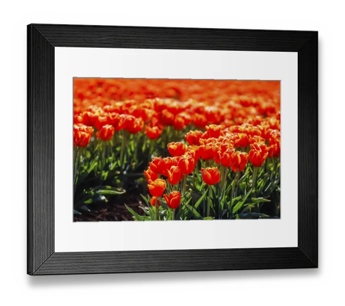 Framed Print : Tulips blooming in a tulip field Framed Print : Tulips blooming in a tulip field
