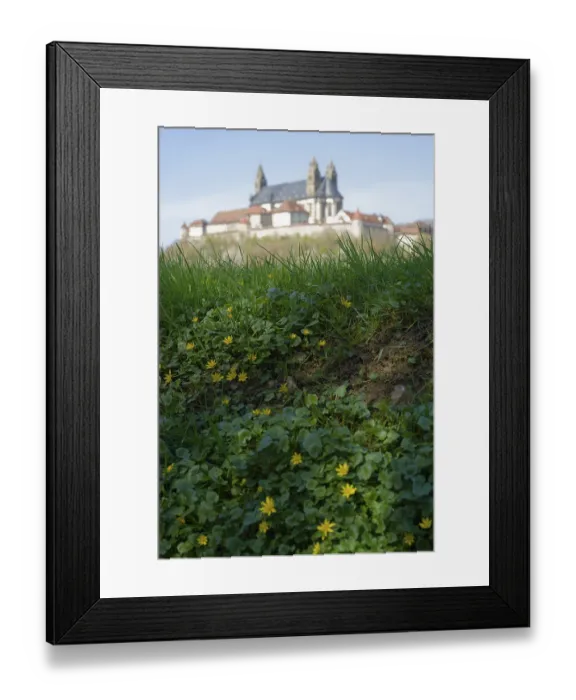 Framed Print : View of the Comburg, lesser celandine (Ficaria verna) Framed Print : View of the Comburg, lesser celandine (Ficaria verna)
