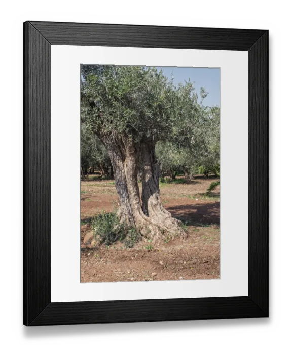 Framed Print : Old olive tree (Olea europaea), Morocco