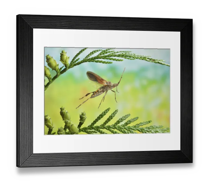 Framed Print : American cone bug (Leptoglossus occidentalis) in flight on the branch of a Thuja occidentalis (Thuja occidentalis)
