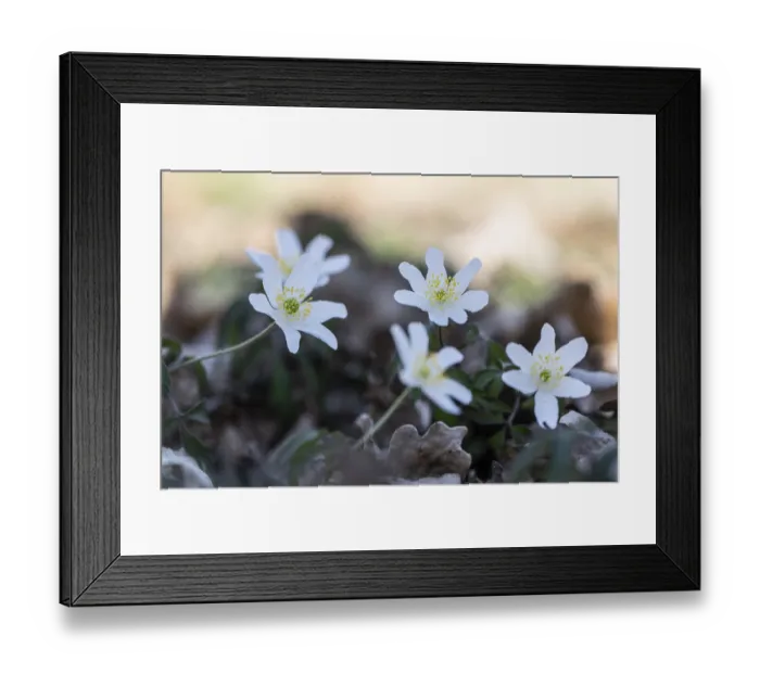 Framed Print : Wood anemone (Anemone nemorosa)