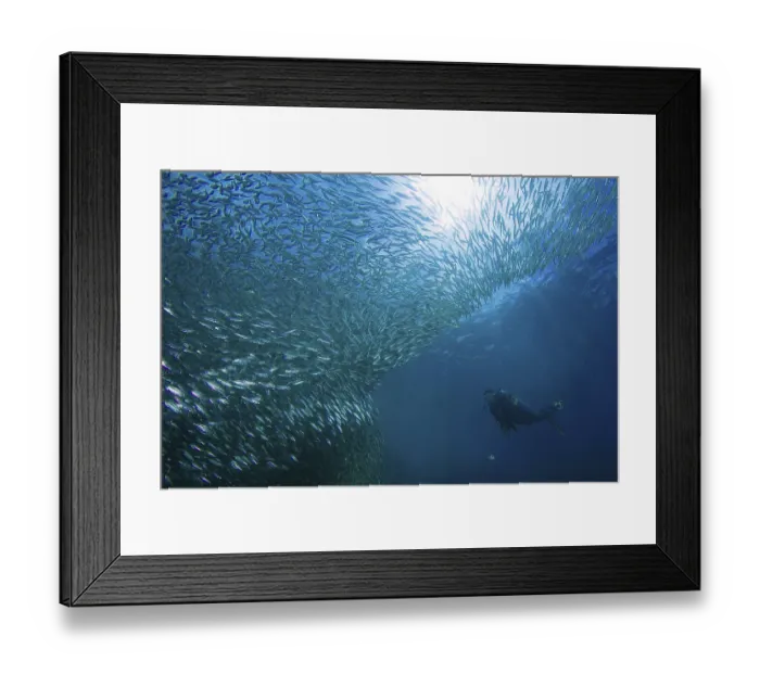 Framed Print : Diver next to school of sardines (Sardinops sagax) Framed Print : Diver next to school of sardines (Sardinops sagax)