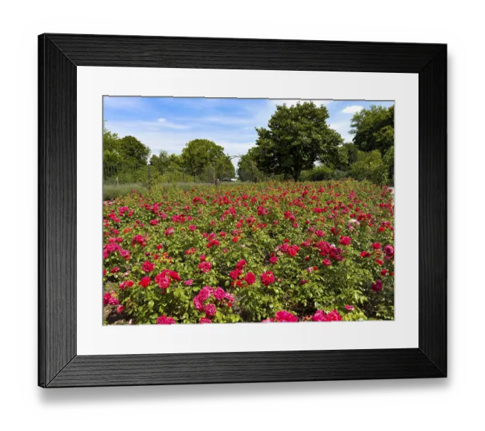 Framed Print : Flower bed with red bed rose (Rosaceae) red roses in rose garden of Grugapark