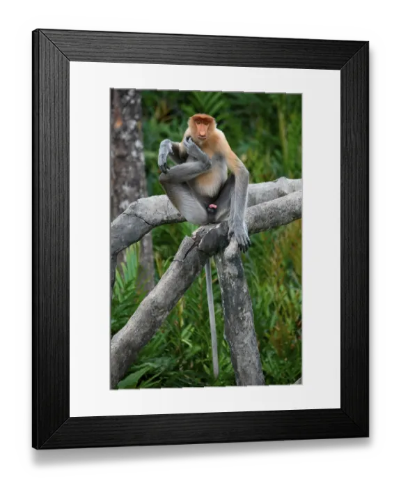 Framed Print : Endemic Proboscis monkey or Long-nosed monkey (Nasalis larvatus) Framed Print : Endemic Proboscis monkey or Long-nosed monkey (Nasalis larvatus)