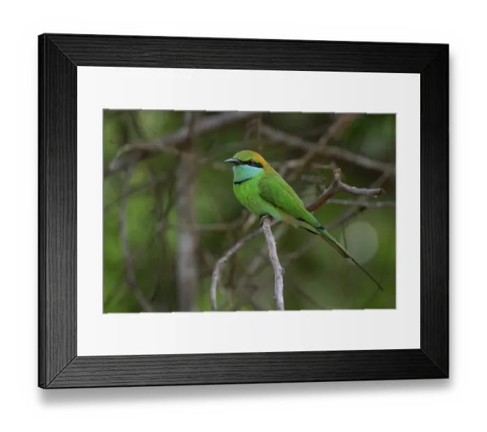 Framed Print : Asian Green Bee-eater (Merops orientalis orientalis) on a branch