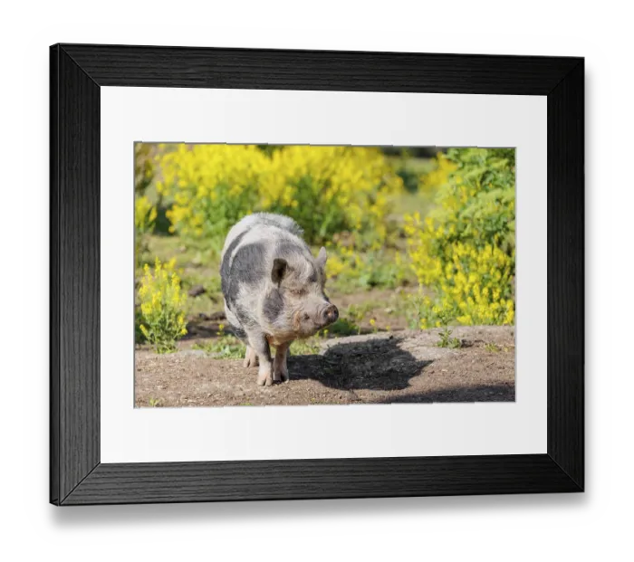 Framed Print : A Kunekune pig (sus scrofa domesticus)