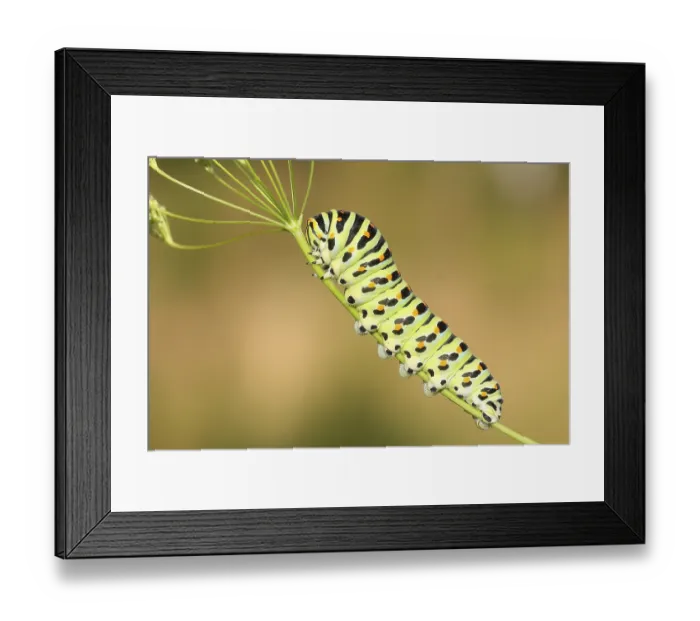 Framed Print : Swallowtail caterpillar (Papilio machaon)