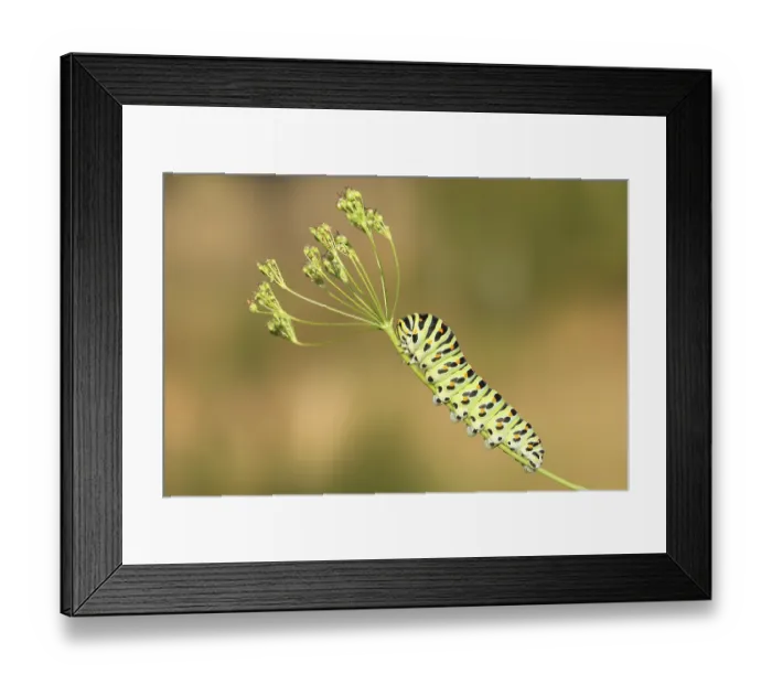 Framed Print : Swallowtail caterpillar (Papilio machaon)