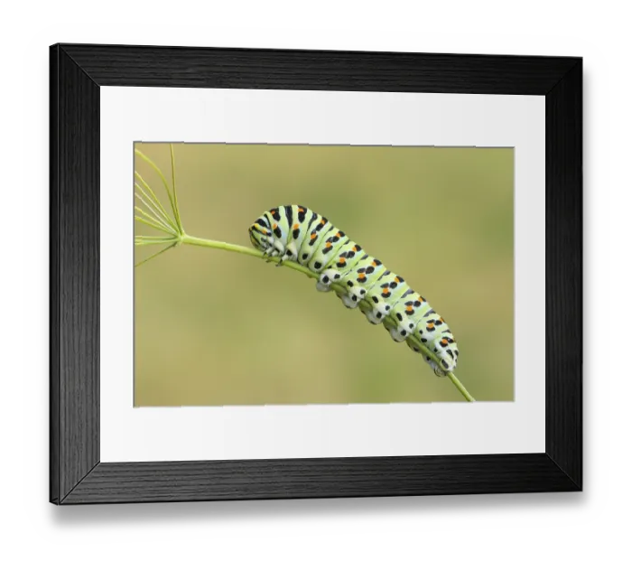 Framed Print : Swallowtail caterpillar (Papilio machaon)
