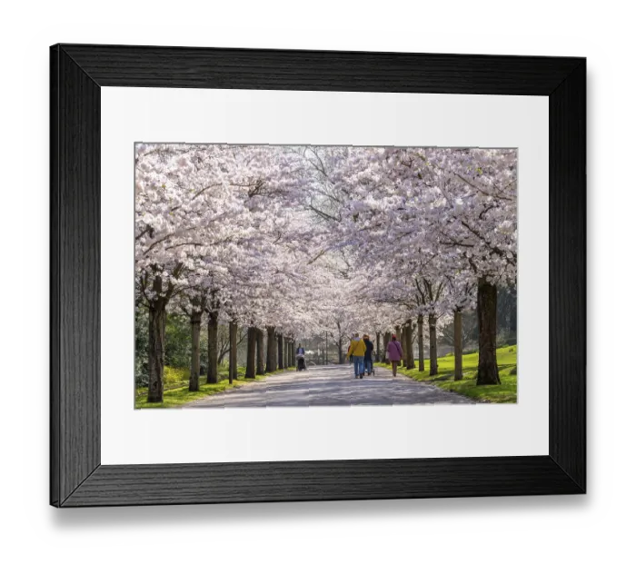 Framed Print : Cherry avenue, ornamental cherry blossom in Grugapark in Essen