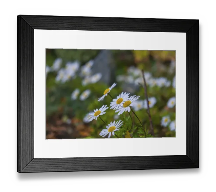 Framed Print : View of the Arctic Daisy flower (Arctanthemum arcticum)