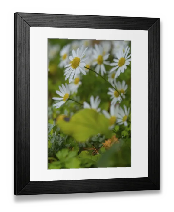 Framed Print : View of the Arctic Daisy flower (Arctanthemum arcticum)