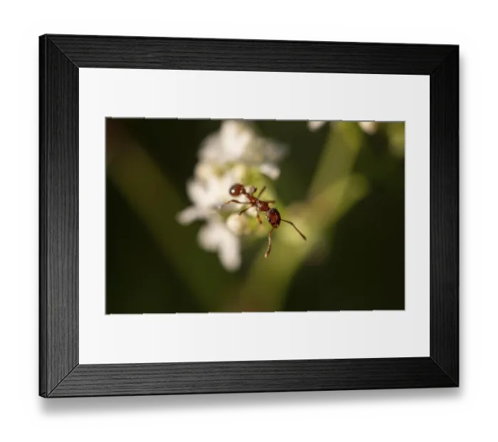 Framed Print : ibxmab09508248.jpg
