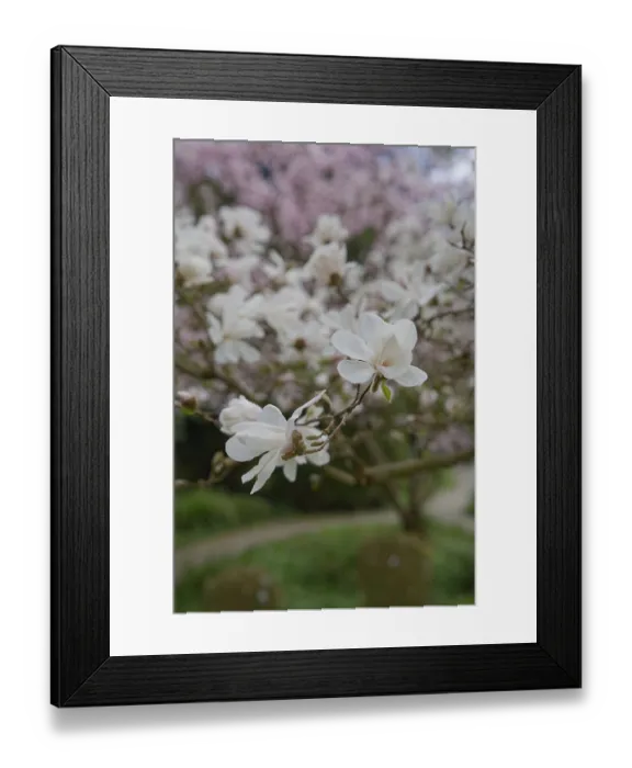 Framed Print : Star magnolia (Magnolia stellata) blooming in the fields