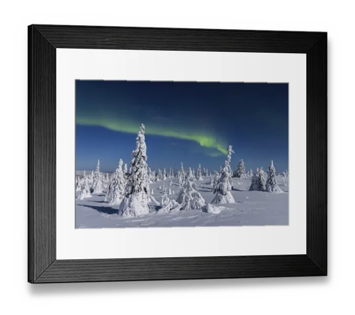 Framed Print : Northern lights, Aurora borealis over snow covered spruce trees on the taiga in winter at night