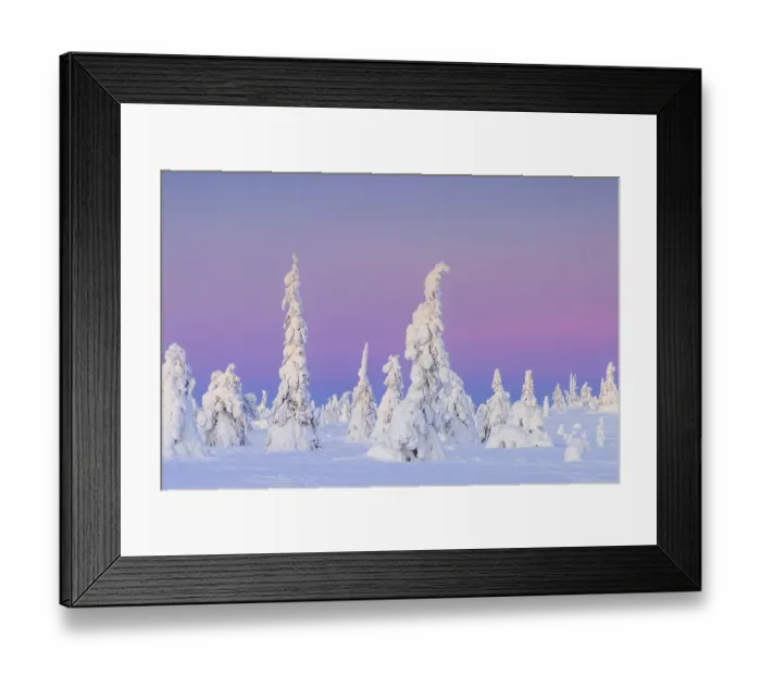 Framed Print : Tykky forest, snow covered spruce trees on the taiga at sunset in winter Framed Print : Tykky forest, snow covered spruce trees on the taiga at sunset in winter