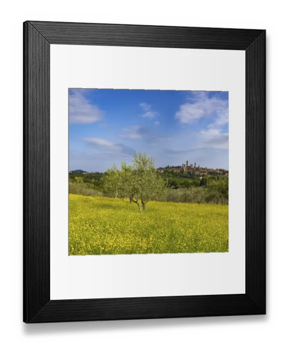 Framed Print : Yellow flowering broom, spring meadow with olive trees Framed Print : Yellow flowering broom, spring meadow with olive trees