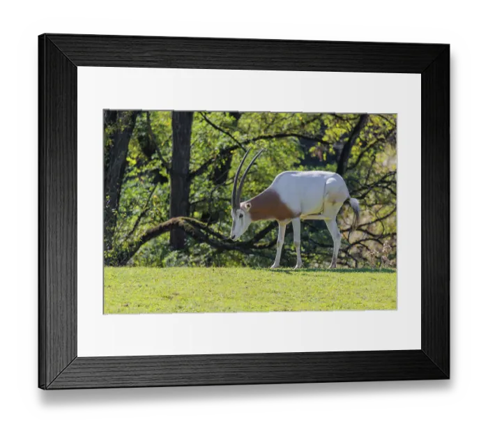 Framed Print : An adult male Scimitar Oryx, Oryx dammah