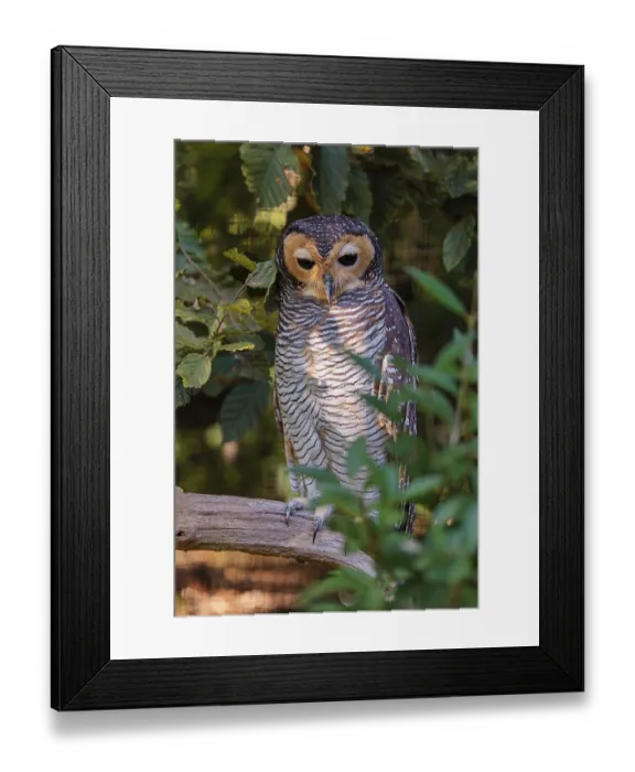 Framed Print : A Spotted wood owl, Strix seloputo