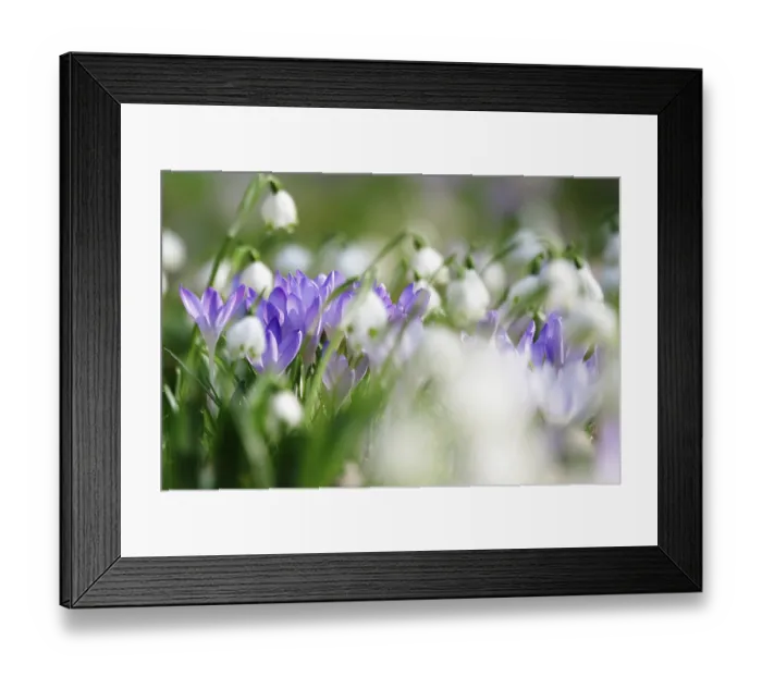 Framed Print : Crocuses and spring snowflakes (Leucojum vernum) Framed Print : Crocuses and spring snowflakes (Leucojum vernum)