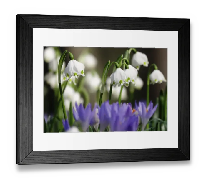 Framed Print : Beautiful spring snowflake (Leucojum vernum) Framed Print : Beautiful spring snowflake (Leucojum vernum)