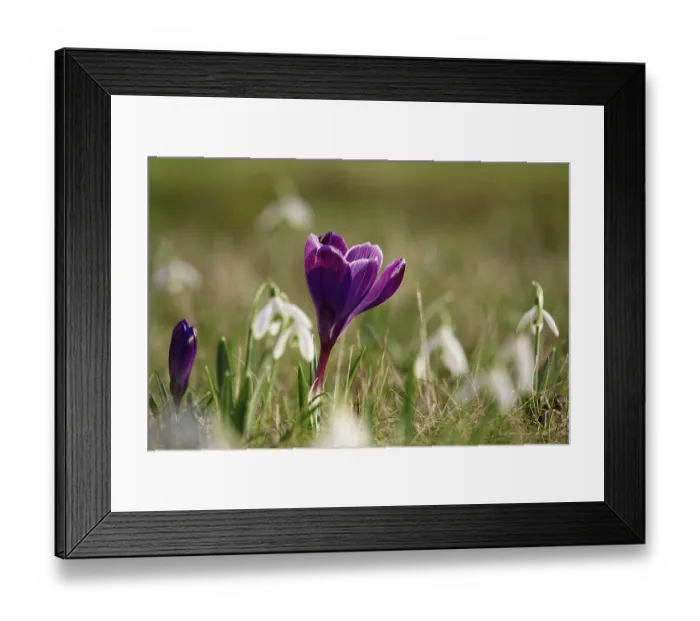 Framed Print : Crocus blossom, beginning of March, Germany