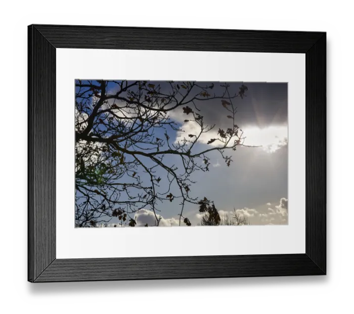 Framed Print : Bare branch of an oak (Quercus) Framed Print : Bare branch of an oak (Quercus)