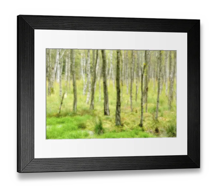 Framed Print : Swampy birch forest, double exposure Framed Print : Swampy birch forest, double exposure