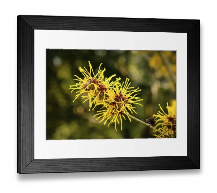 Framed Print : Hamamelis mollis Delicate, thread-like flowers in yellow and red of the Chinese witch hazel in early March
