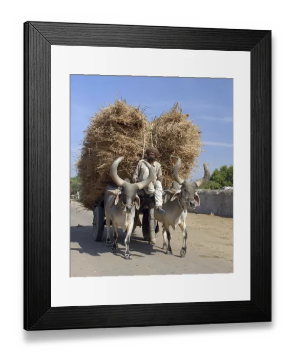 Framed Print : Bullock cart, Kutch, Gujarat, India