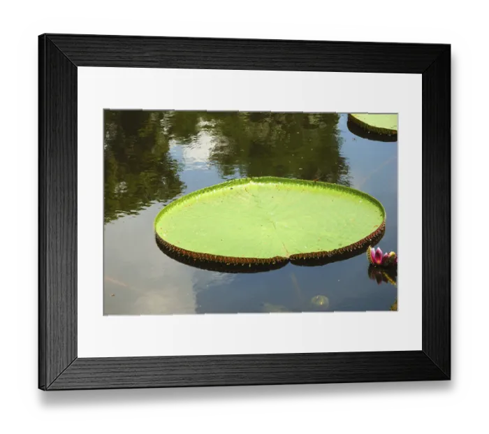 Framed Print : Largest lily leaf in botanical garden