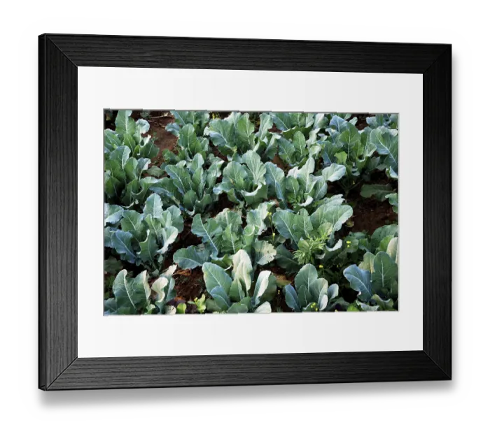 Framed Print : Cabbage plants in field Framed Print : Cabbage plants in field