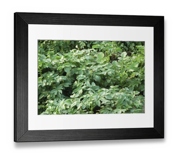 Framed Print : Plants Framed Print : Plants