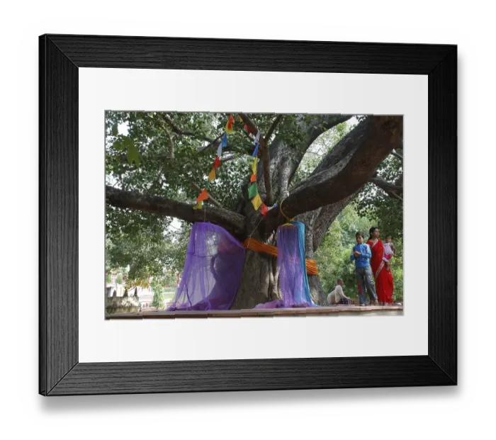 Framed Print : Bodhi tree or ficus banyan tree Framed Print : Bodhi tree or ficus banyan tree