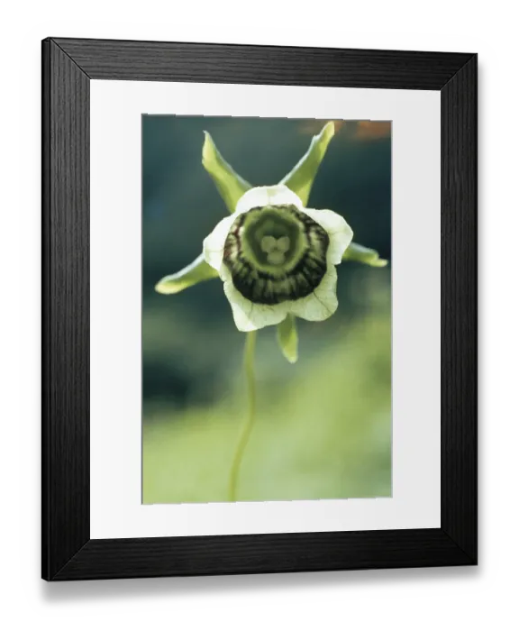 Framed Print : Roundleaf Asiabell Codonopsis rotundifolia