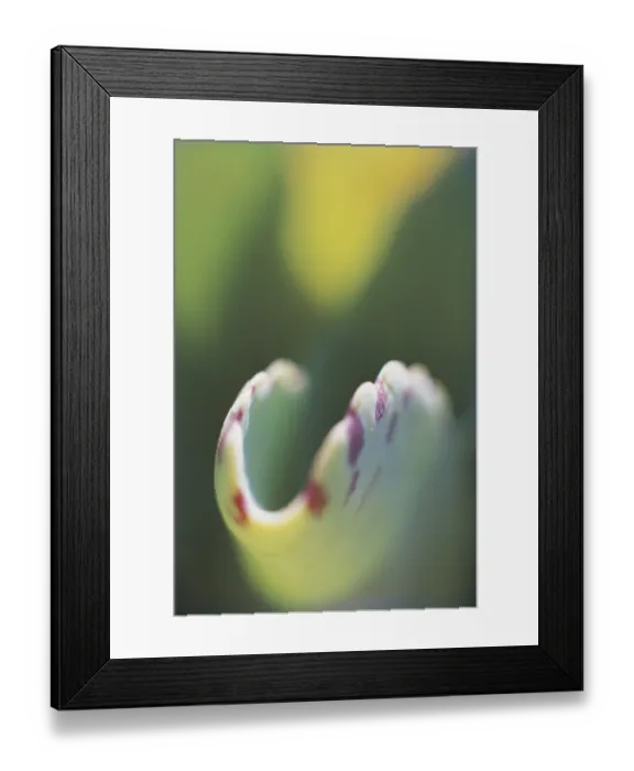 Framed Print : Fish-like succulent