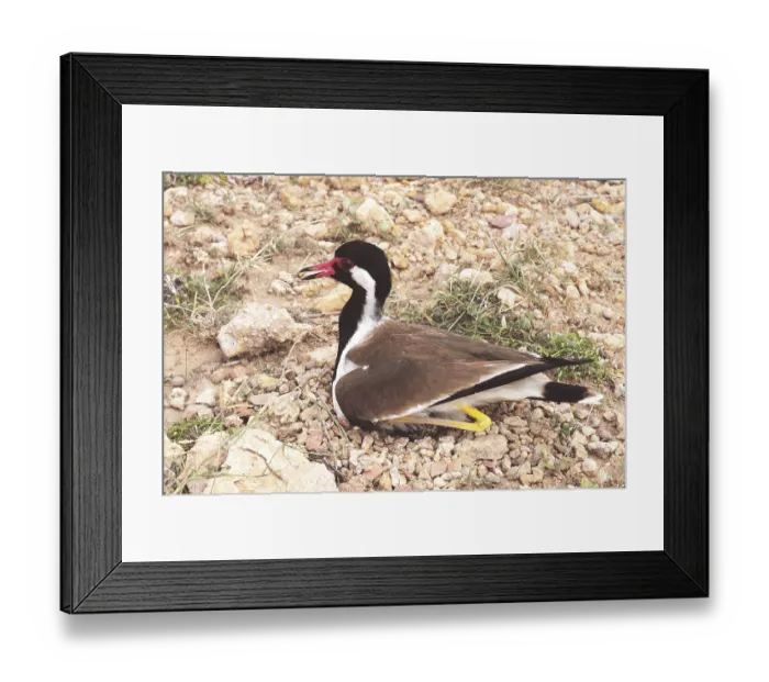 Framed Print : Birds, red-wattled lapwing vanellus malabaricus hatching eggs Framed Print : Birds, red-wattled lapwing vanellus malabaricus hatching eggs