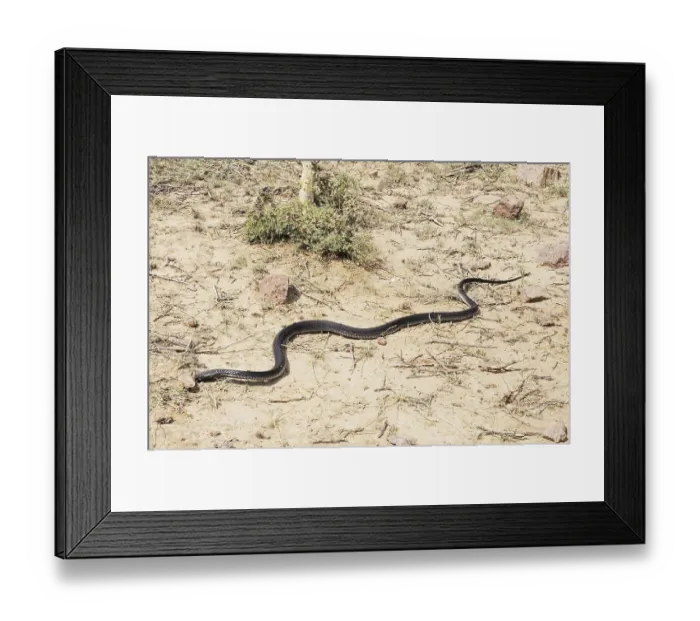 Framed Print : Reptiles, black cobra running, Jodhpur
