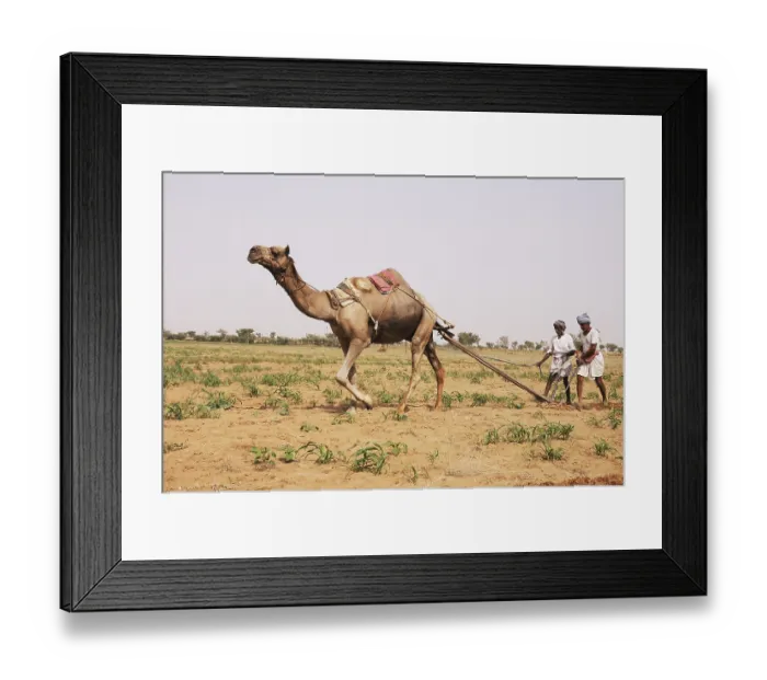 Framed Print : Farmers ploughing field with camel Framed Print : Farmers ploughing field with camel